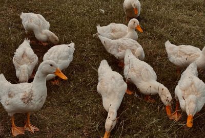 gal4